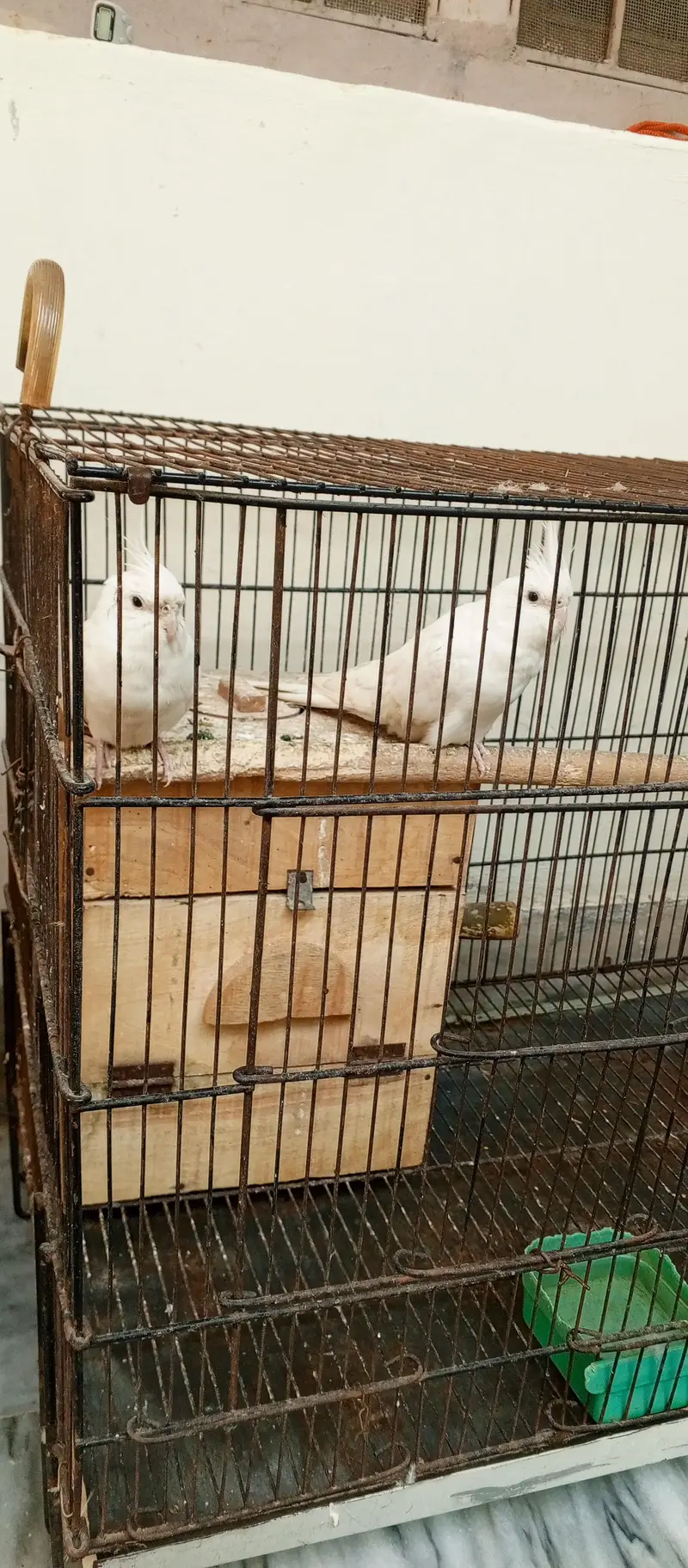 pure white cockatiel pair with red eyes for sale — photo 2