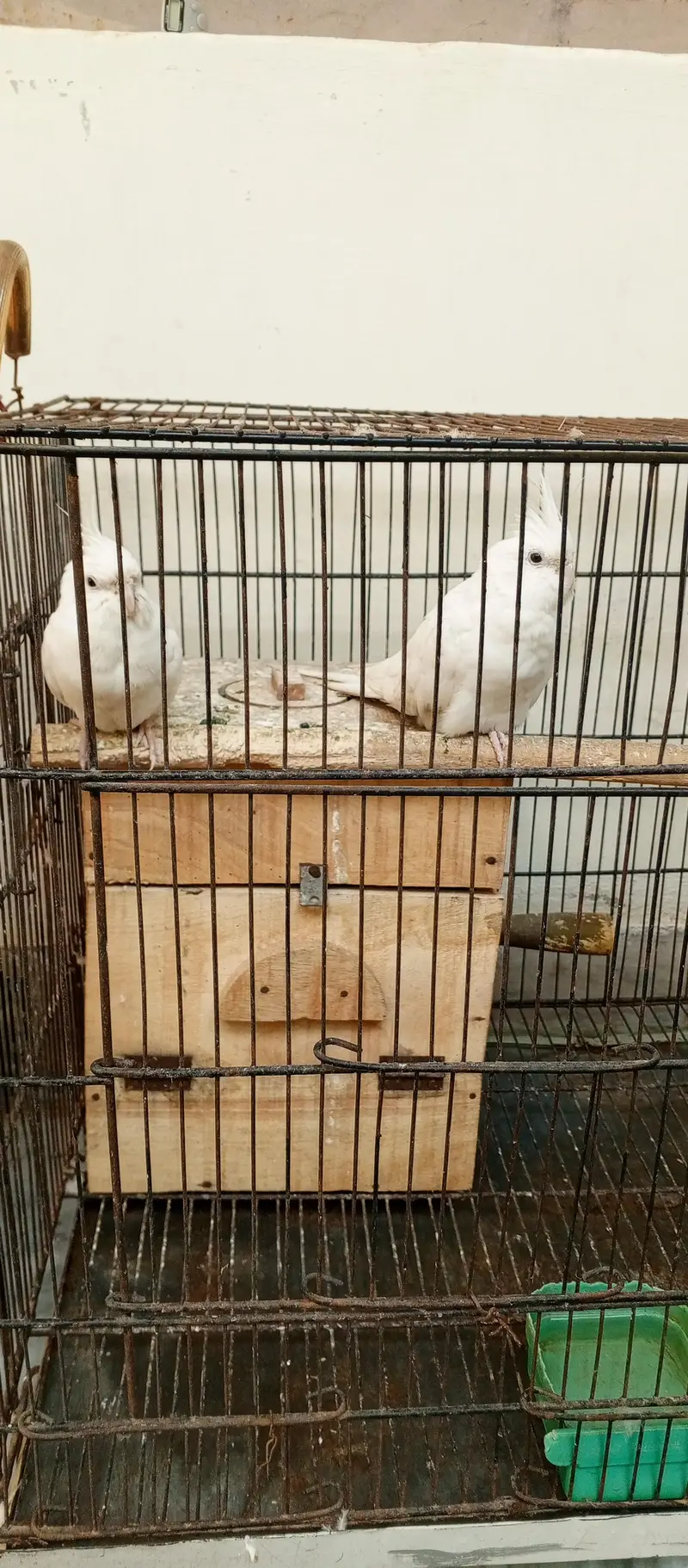 pure white cockatiel pair with red eyes for sale — photo 3