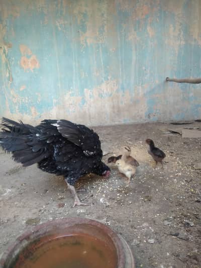 Aseel  murga murgi with chicks available ha