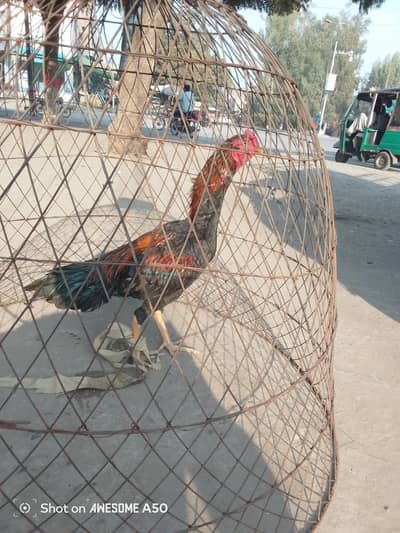 mashallah bhot achi nasal ha