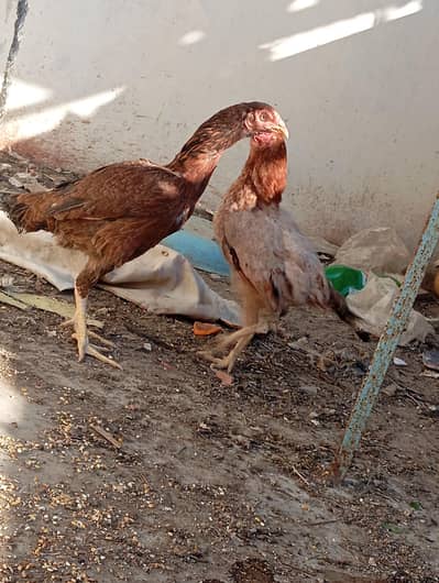 2 murgi mianwali nusl mazbut jod andewali