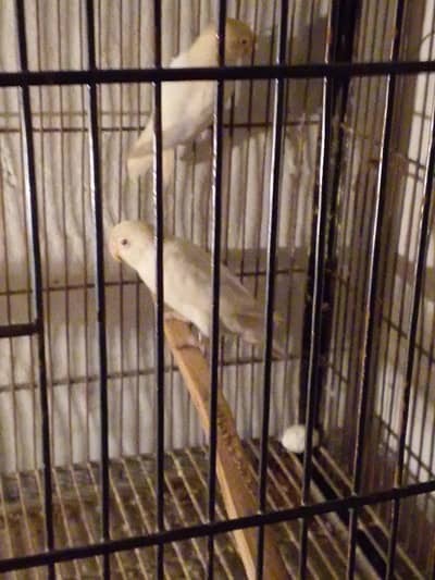 buyttifull pir for sale wehtd cag k saht Kise bi Bhai ko chiy wo rabta