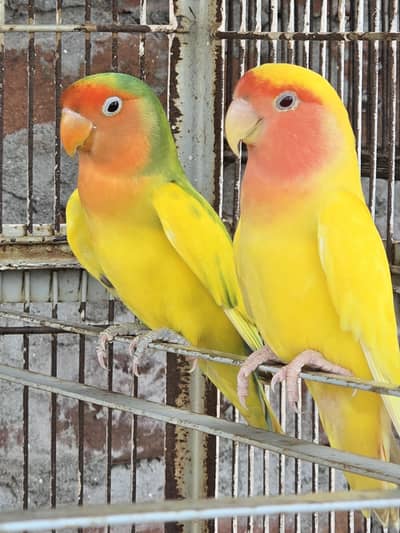 love Birds Common Latino