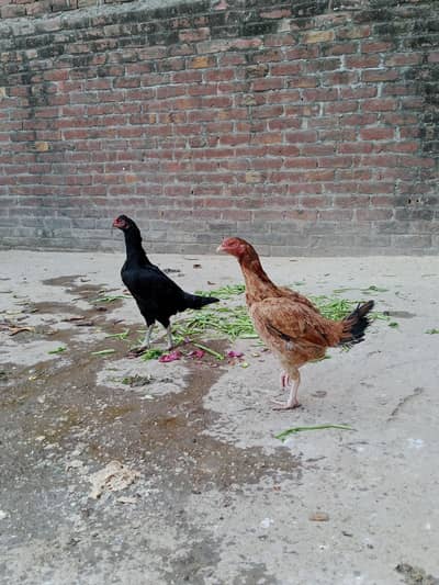 healthy and active aseel