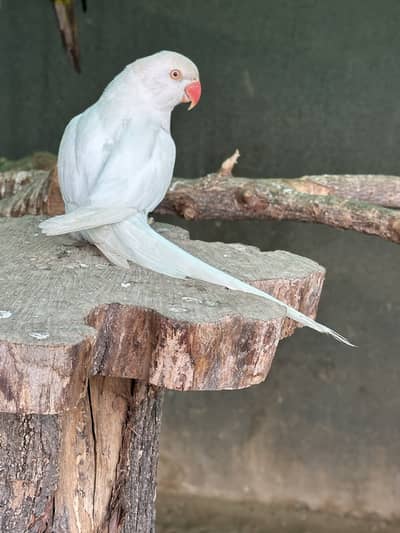 Yellow Ringneck - Excellent Quality - Healthy & Active