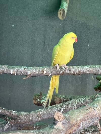 Yellow Ringneck - Excellent Quality - Healthy & Active