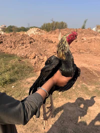 Indian parrot beak male for sale