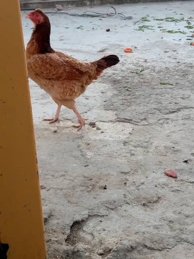 kuruk Aseel cross female