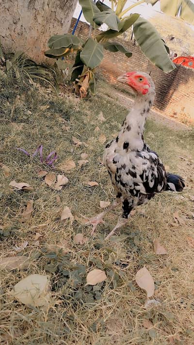 aseel cheena for sale