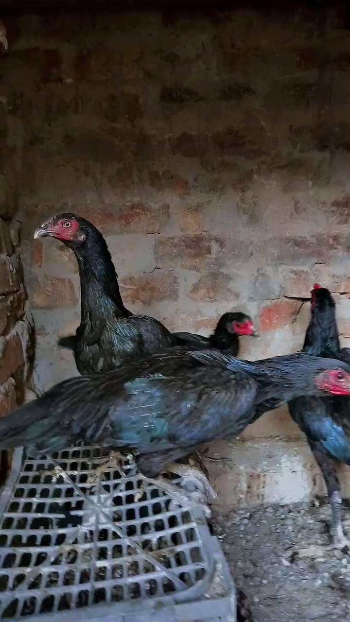 pakkoy locker female - Hens - 1109289962