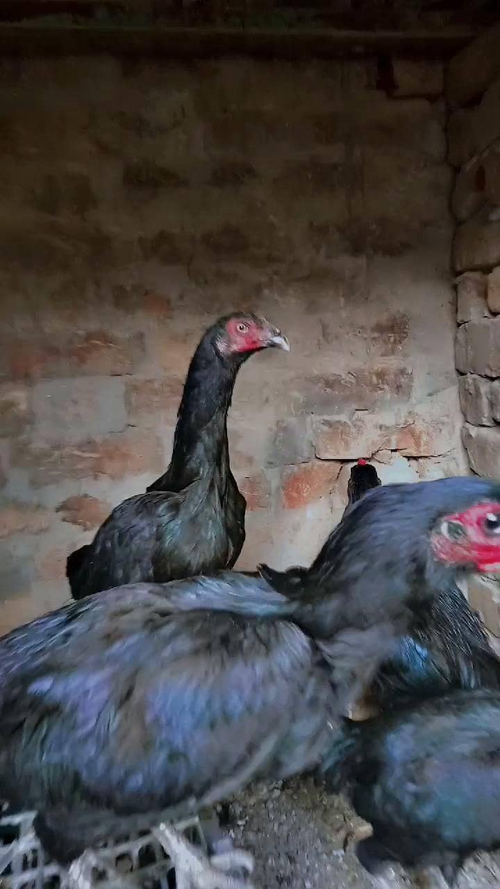 pakkoy locker female - Hens - 1109289962