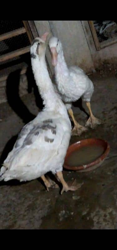 Geese Ducks Pair For Sale