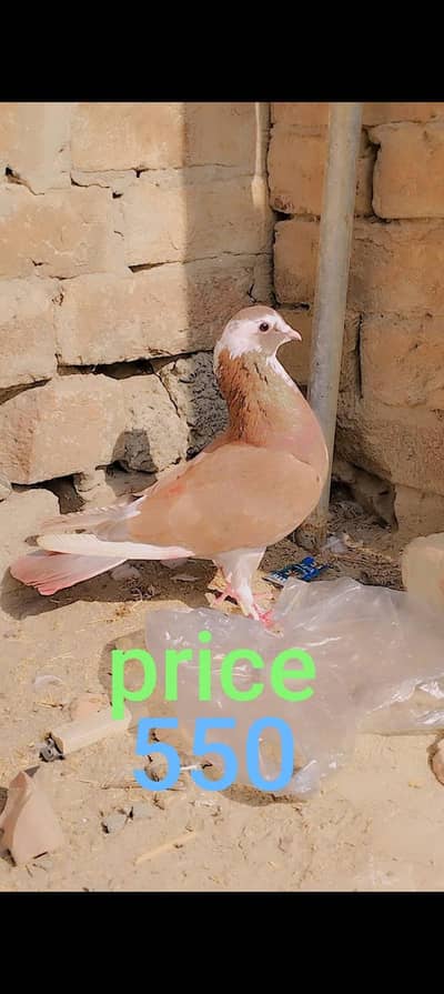 I am selling my pigieons watsapp number (03216921490)