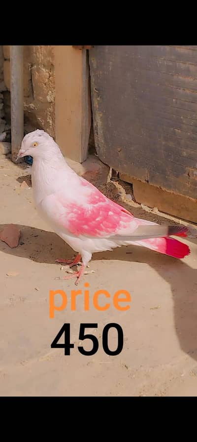 I am selling my pigieons watsapp number (03216921490)