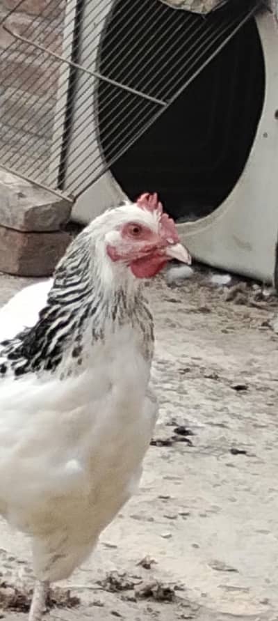 light susex heritage