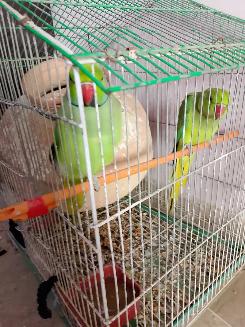 Parrots 0