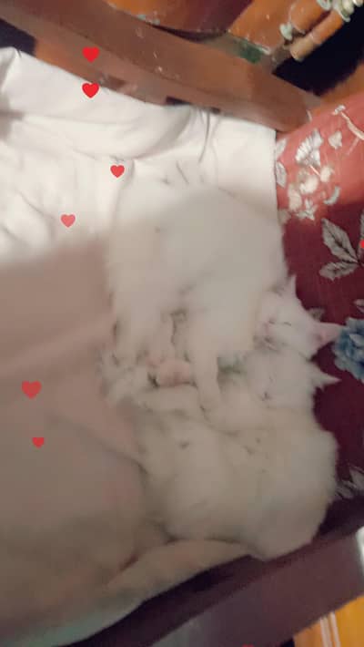 pure persian pair for sale.