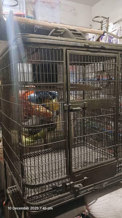 grey parrot cage | Kaka to parrot cage | macaw parrot cage