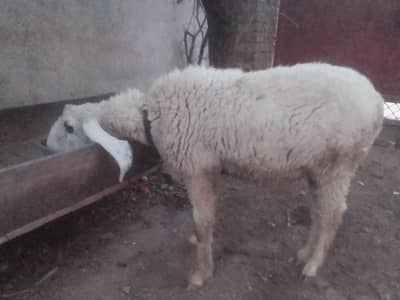 sheep 10 months old healthy and active