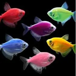 Fish, aquarium and all accessories — photo 7