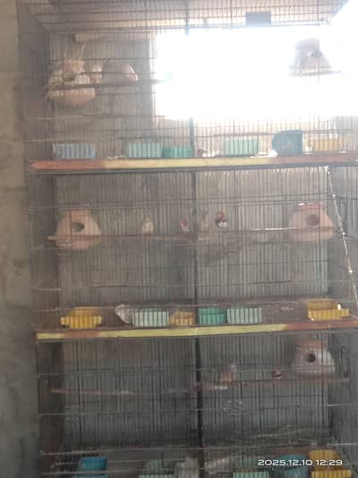 Orange finches breeder pairs
