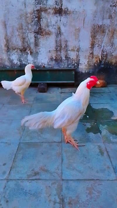 WHITE HERRA ASEEL PAIR