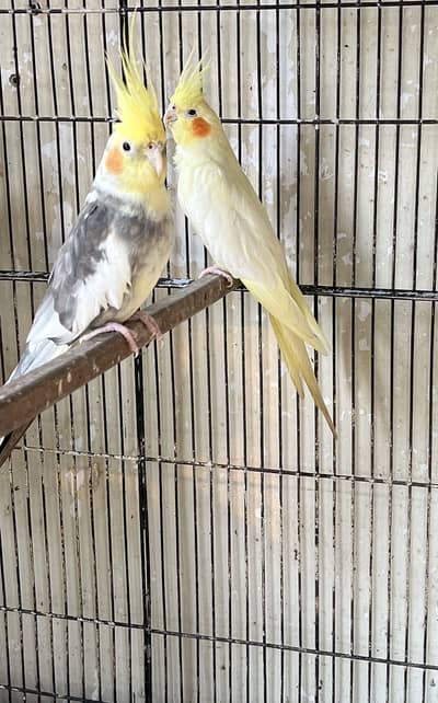 Cockatiel pair
