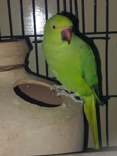 green female sell ki hai or cage