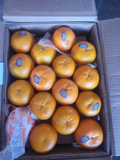All verities of export quality oranges
