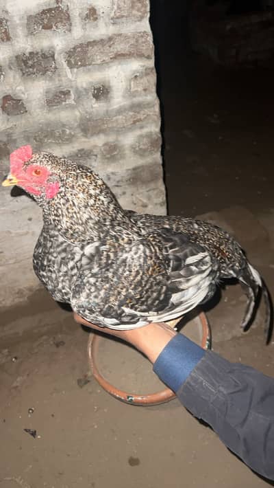 Male hen unique piece only 15000