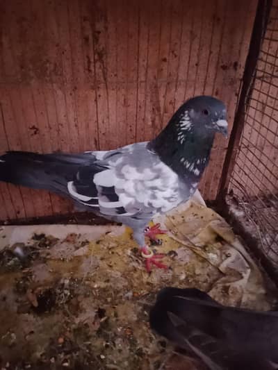 500 per Jo sab lega high flyer and gola kabootar and sherazi