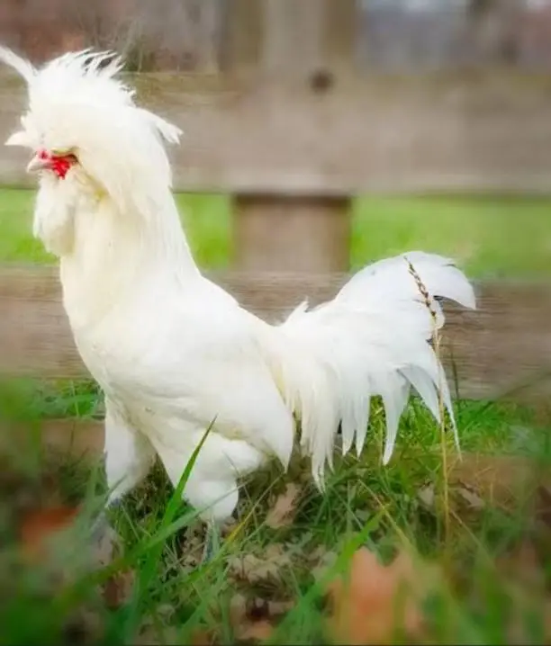 High Quality chicks