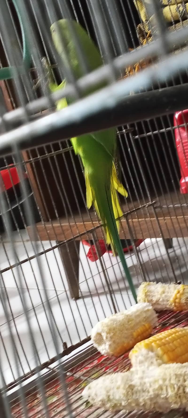 parrot 1