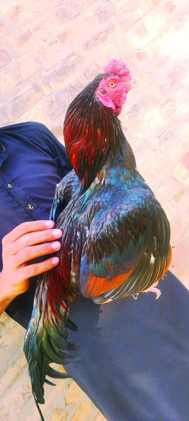 aseel miamwali rooster 1