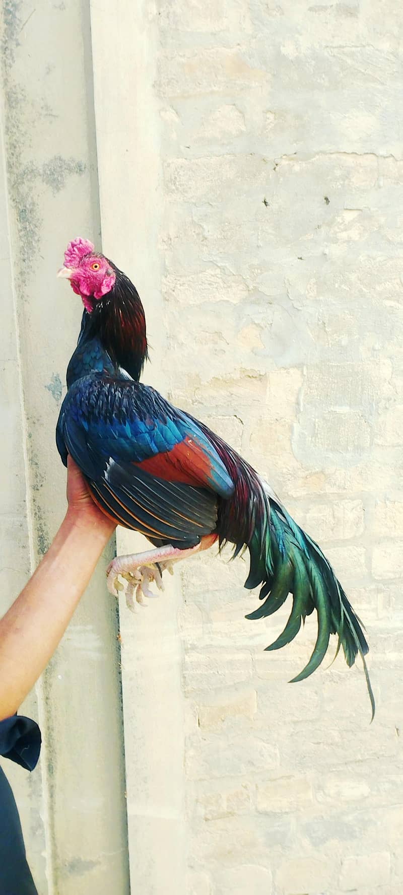 aseel miamwali rooster 2