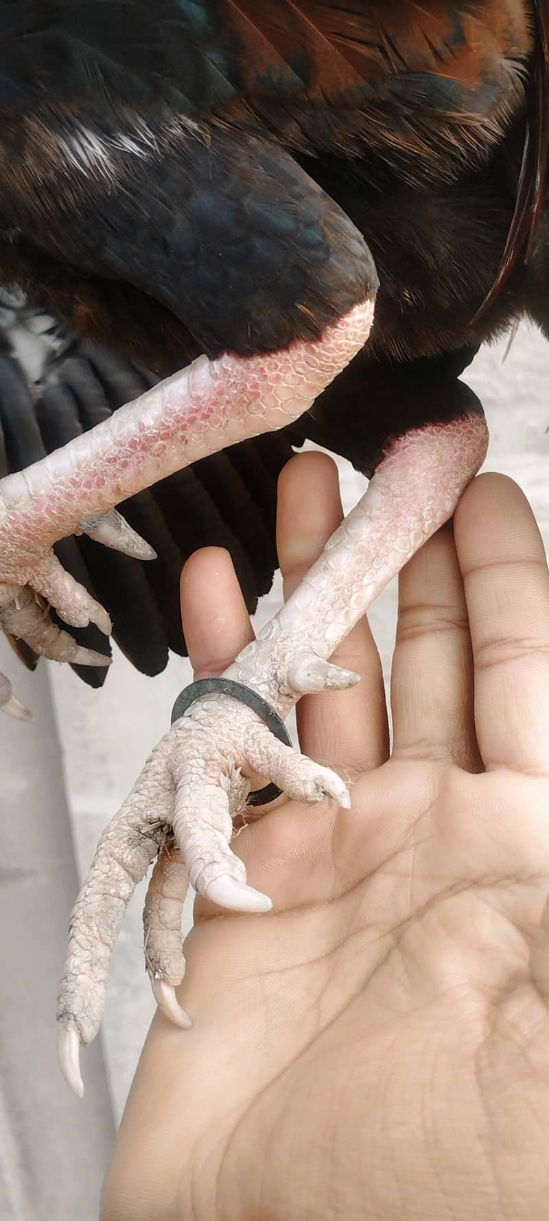 aseel miamwali rooster 3