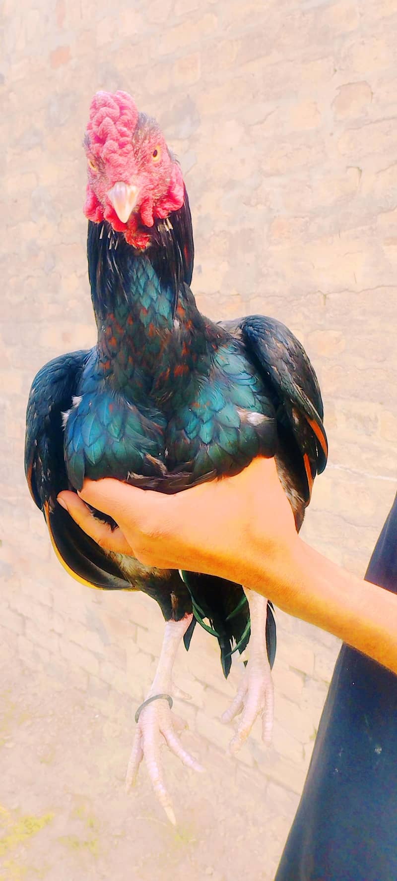 aseel miamwali rooster 4