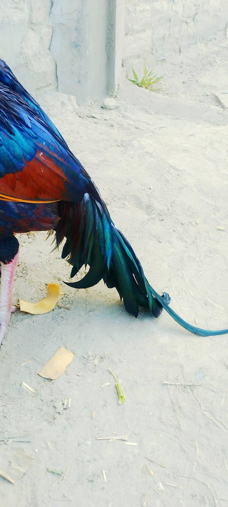 aseel miamwali rooster 5