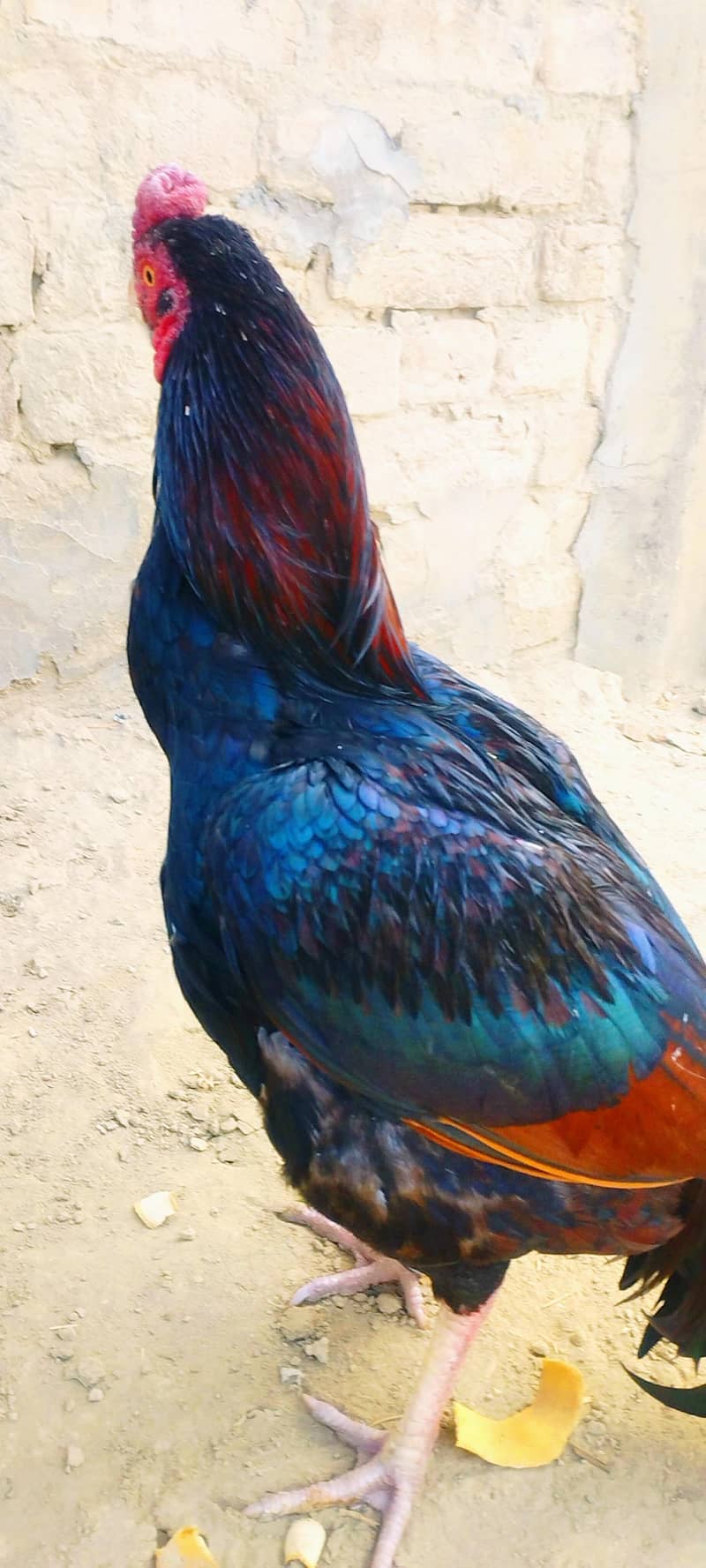 aseel miamwali rooster 6