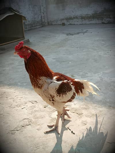 Pure Mianwali Breed For sale