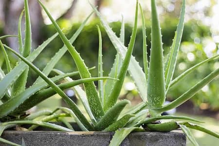 Aloevera plants available big size