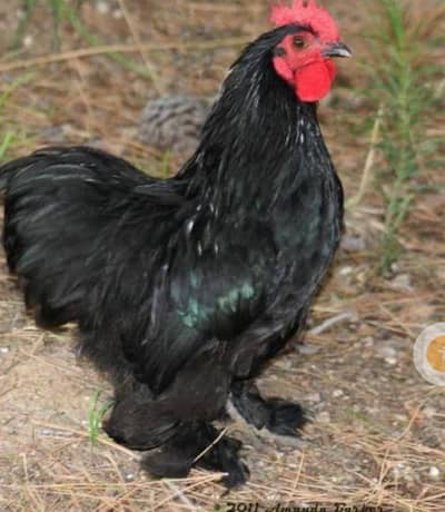 bahot khobsorat Sehet Mandy Black bantum for sale