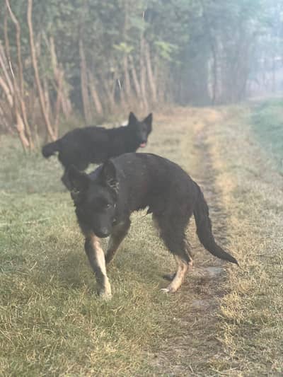 black and tan German shepherd