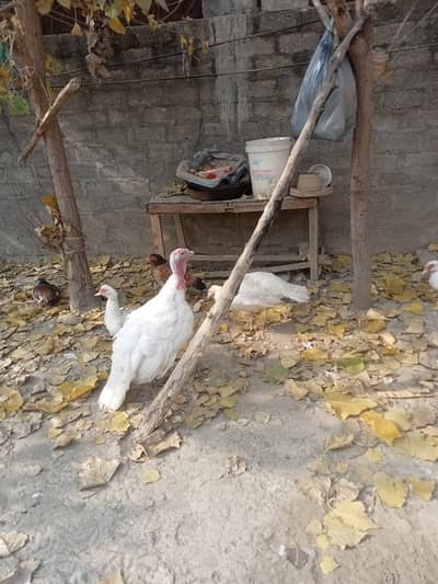 Turkey pair for sale