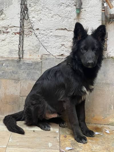 German Shepherd | Black German Shepherd | Long Coat Dog | GSD