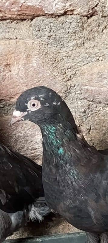 Pigeon Black Madi available for sale  0308-5000940