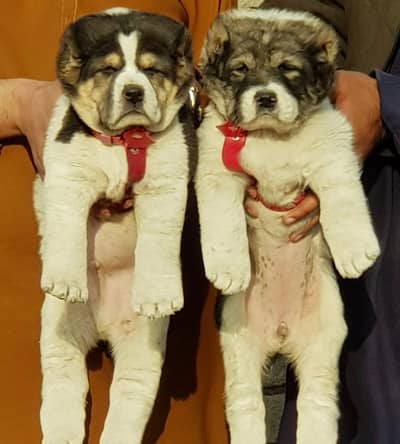 alabai security dog 2 month pair for sale heavy bone