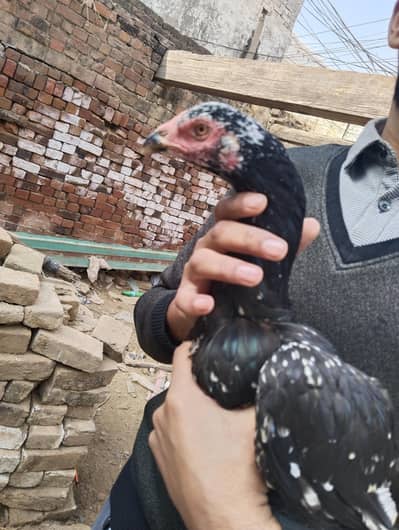 Aseel Pathi Ready for breed