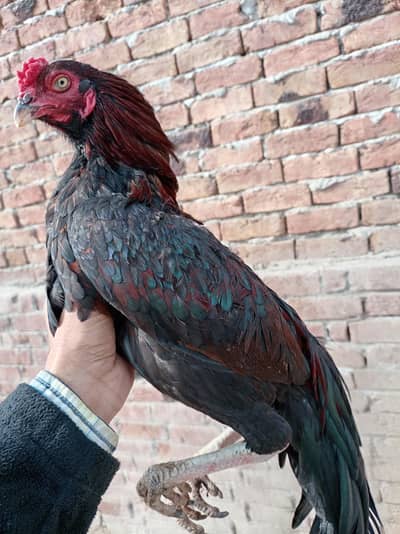 sale and exchange possible 0323/6727/726/