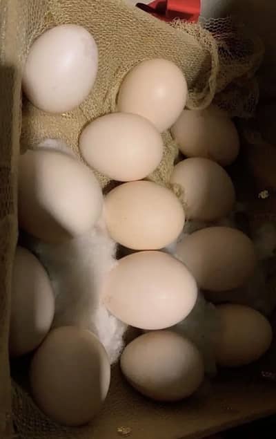 Aseel Heera Eggs 500 per egg
